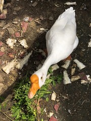 White goose in a goose house.