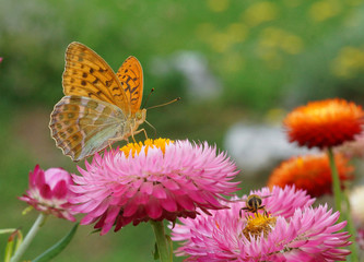 Obraz premium insects on flowers