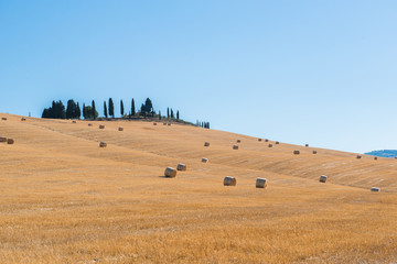Obraz premium Harvestimg in Tuscany, Italy. Stacks of hay on summer field. Hay and straw bales in the end of summer