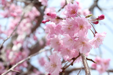 枝垂れ桜