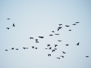 a flock of birds in a blue sky