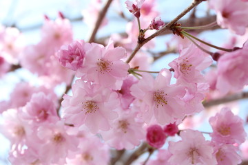 Fototapeta na wymiar 枝垂れ桜