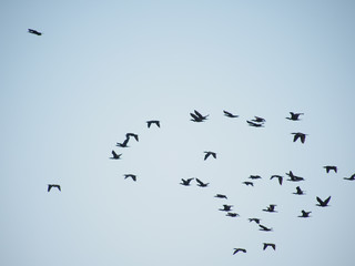 a flock of birds in a blue sky
