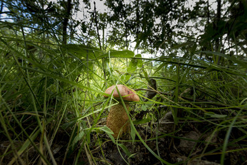 Mushroom in the grass in the wild