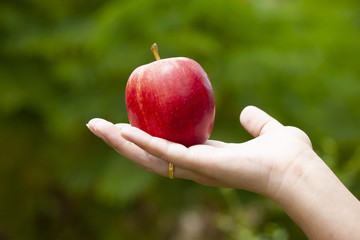 The hand of a woman holding a apple fruit in the hand with green nature background.