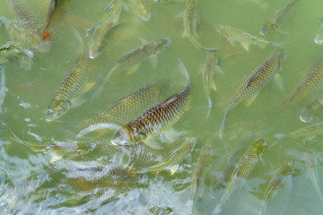 Fototapeta premium Fish’s on the water surface