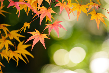 紅葉