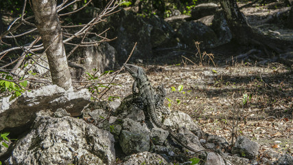 Caribbean iguana on the Rock 