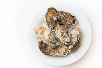 Fresh oysters. Raw fresh oysters on white round plate, image isolated, with soft focus. Restaurant delicacy. Saltwater oysters.