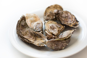 Fresh oysters. Raw fresh oysters on white round plate, image isolated, with soft focus. Restaurant delicacy. Saltwater oysters.