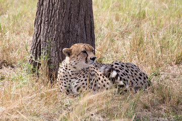 A Cheetah (Acinonyx jubatus) relaxing in the grass fields  of Tanzania under some shade.