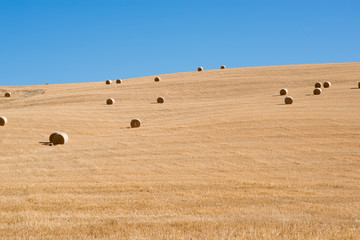 Obraz premium Harvestimg in Tuscany, Italy. Stacks of hay on summer field. Hay and straw bales in the end of summer