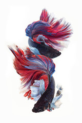 Betta fish, siamese fighting fish isolated on white background