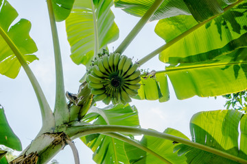 Uprisen of bunch of unripe bananas , leaves and trunk.