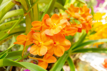 Orange orchid in garden