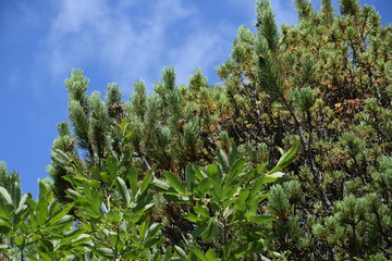 fir/conifer