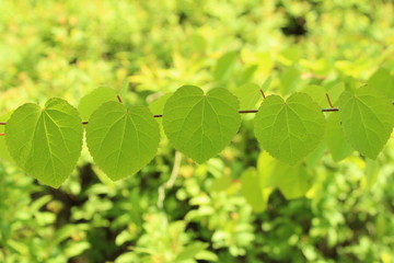 Fototapeta na wymiar カツラの葉の新緑
