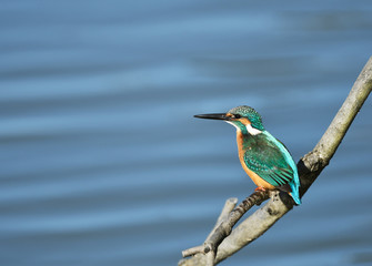止まり木のカワセミ