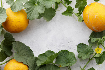 Fresh yelllow melons and flowering vines on white textured background, copy space