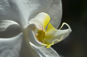 Orchidee