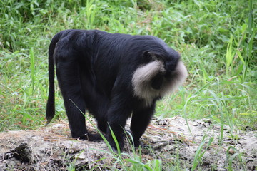 Black Monkey