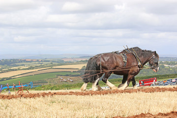 Shire horses ploughing
