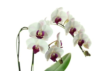 Naklejka premium 胡蝶蘭