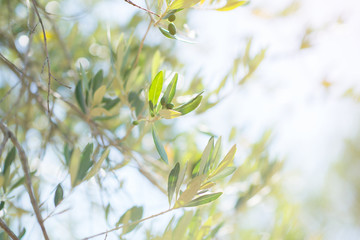 Olive trees. Olive trees garden. Mediterranean olive field ready for harvest. Italian olive's grove with ripe fresh olives. Fresh olives. Olive farm. © Khorzhevska