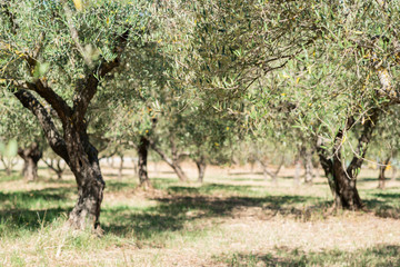 Olivier. Jardin d& 39 oliviers. Champ d& 39 olivier méditerranéen prêt pour la récolte. Oliveraie italienne avec des olives fraîches mûres. Olives fraîches. Ferme d& 39 oliviers.