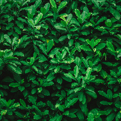 green leaf background with vintage filter 