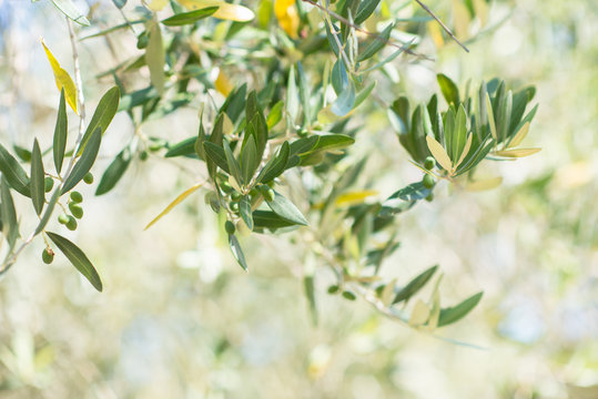 Olive trees. Olive trees garden. Mediterranean olive field ready for harvest. Italian olive's grove with ripe fresh olives. Fresh olives. Olive farm.