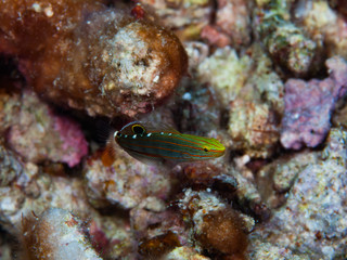 Amblygobius cf. rainfordi