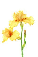 ジャーマンアイリス