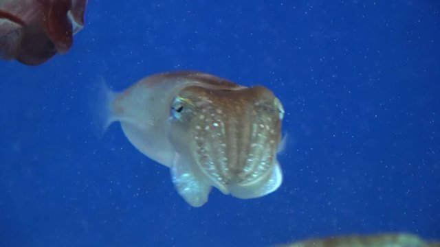 ヒメコウイカ, Kobi Cuttlefish