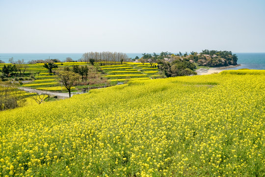 菜の花　長崎鼻