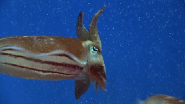 Kobi Cuttlefish, sepia kobiensis, raising arms, 4K, raw