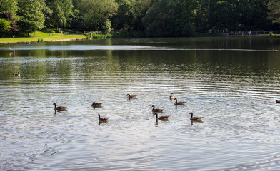 Canada geese on lake at Yarrow valley Country Park, Chorley, Lancashire, UK