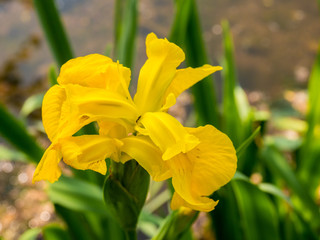 Yellow water iris at Yarrow Valley Country Park, Chorley, Lancashire, UK