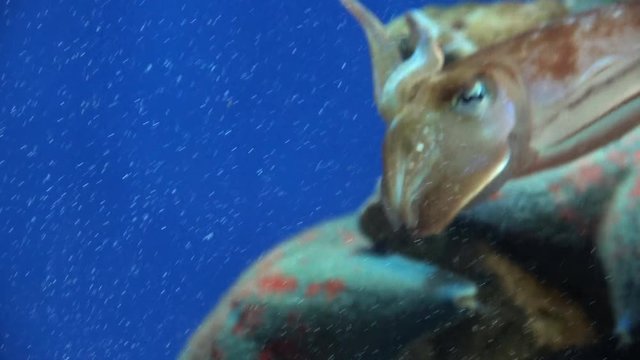 Kobi Cuttlefish, sepia kobiensis, raising arms, 4K, raw