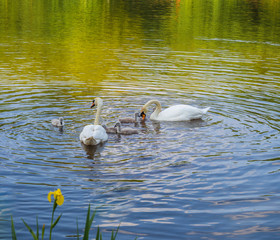 Parent swans on lake teaching thier cygnets how to look for food at Yarrow Valley Country Park, Chorley, Lancashire, UK