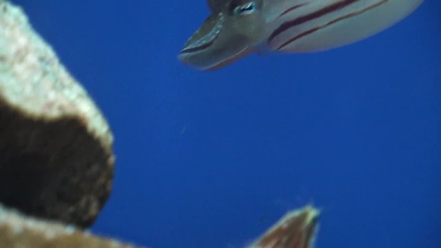 ヒメコウイカ, Kobi Cuttlefish