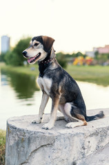 Breed dog breeds Husky and English spaniel