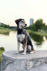Breed dog breeds Husky and English spaniel