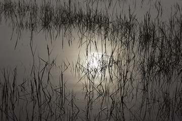 High tide reeds