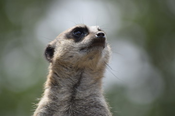 Meerkat