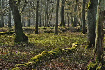 Green mossy forest