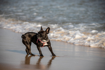 A dog on the beach in Tarifa, Spain. 