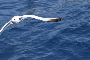 Flying gull