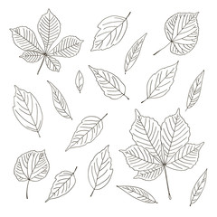 vector contour chestnut linden ash willow carved leaf tree element coloring book for your design and text spring summer autumn season