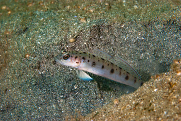 Obraz na płótnie Canvas Pale shrimp-goby Ctenogobiops feroculus